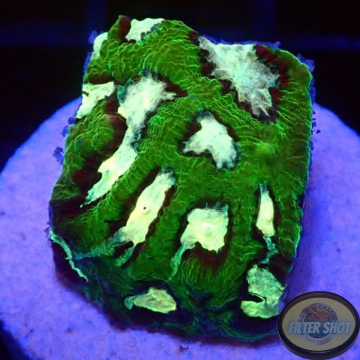 Favia spp. „Taz“