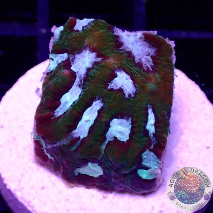 Favia spp. „Taz“