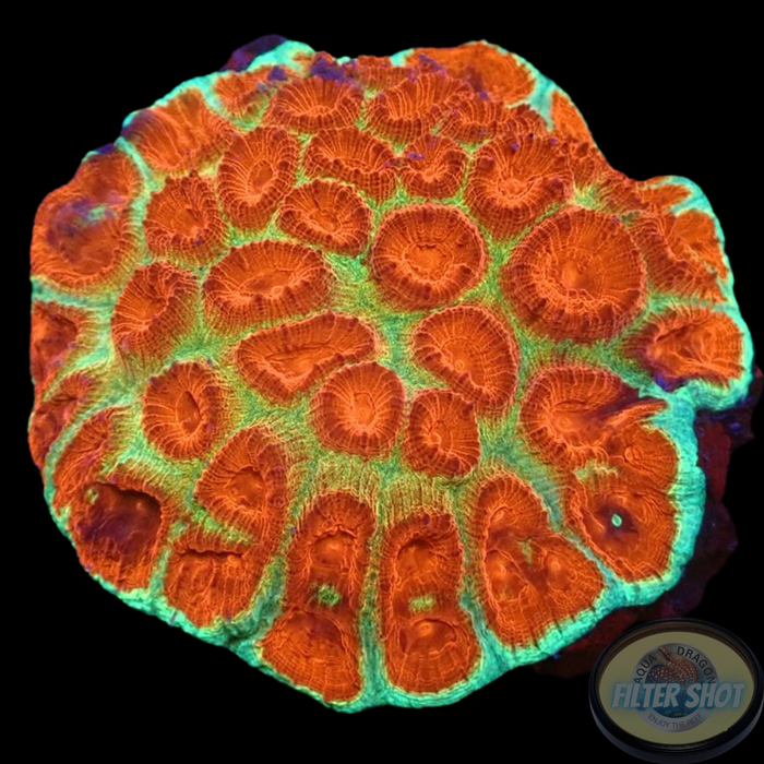 Favia spp. „Vulcano“ WYSIWYG „AD Special“