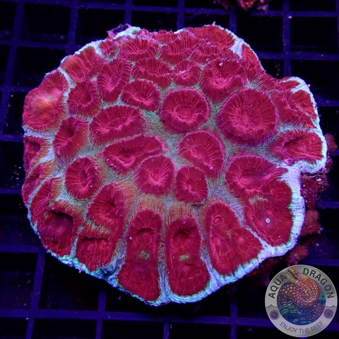 Favia spp. „Vulcano“ WYSIWYG „AD Special“