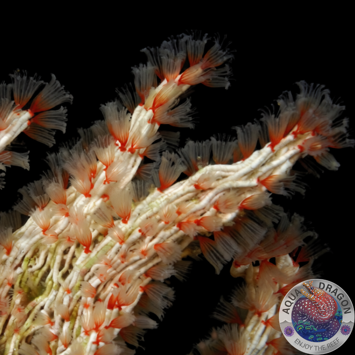 Filogranella elatensis „Zarter-Kalkröhrenwurm“ XL
