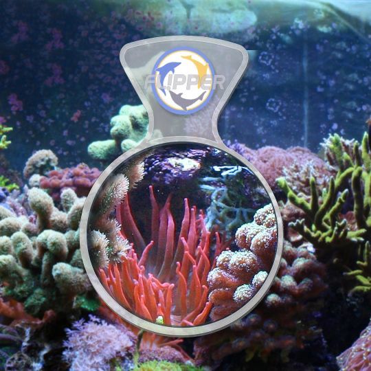 Flipper DeepSee Viewer 4