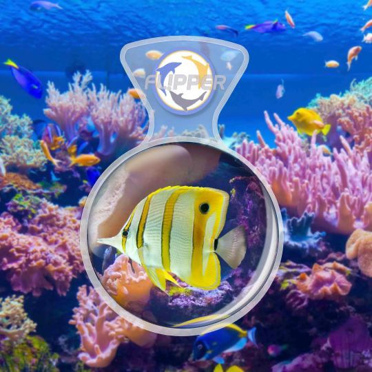 Flipper DeepSee Viewer 4