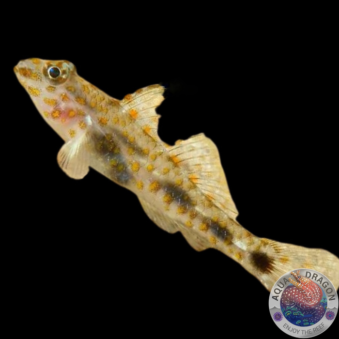 Fusigobius spp. „Grundel“