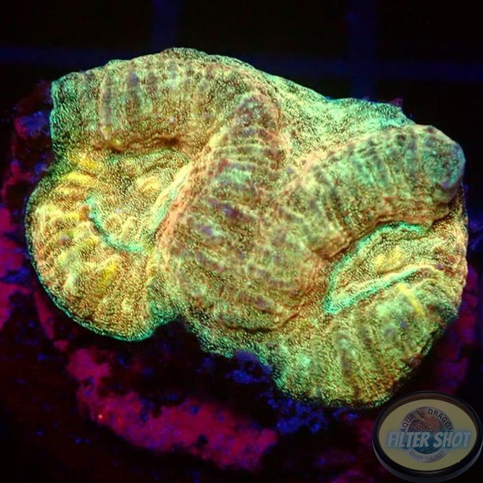 Goniastrea spp. „Golden Galaxy“ AD Special“