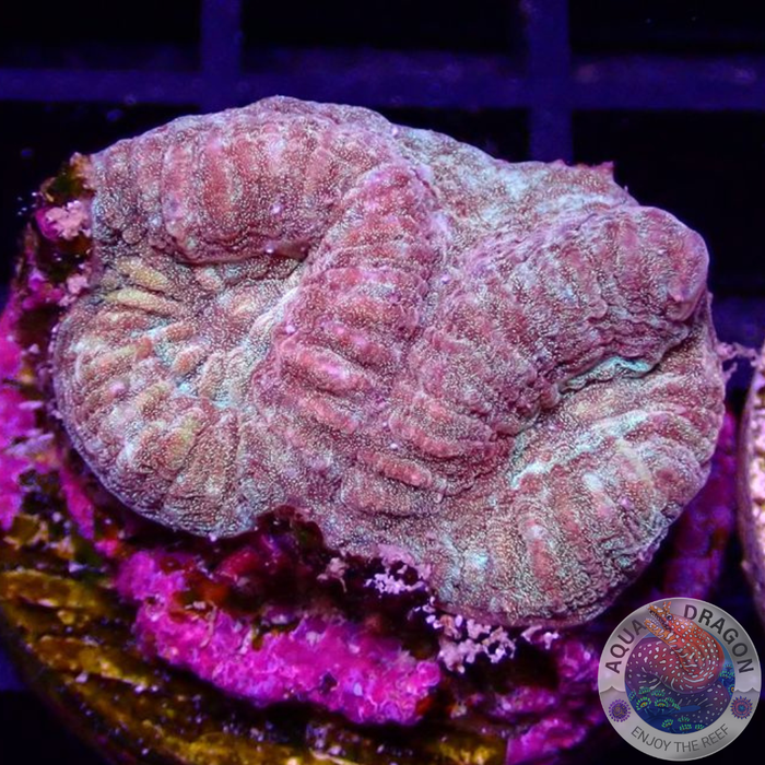 Goniastrea spp. „Golden Galaxy“ AD Special“