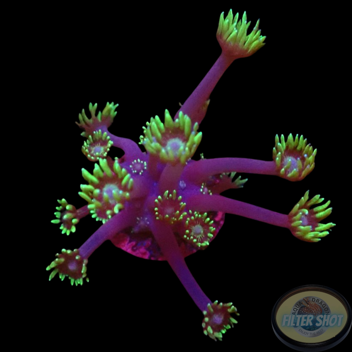 Goniopora spp. „Freaky Flower“ AD Special