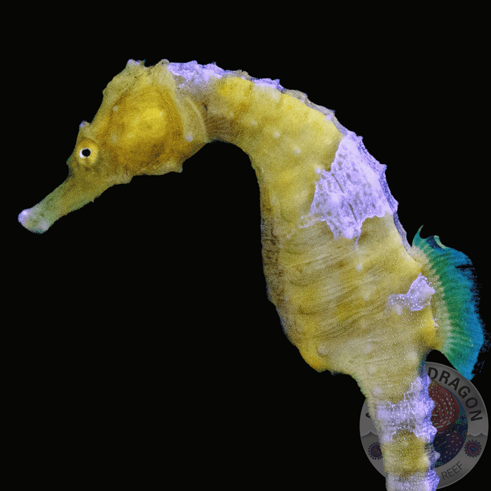 Hippocampus erectus „Yellow“ Nachzucht