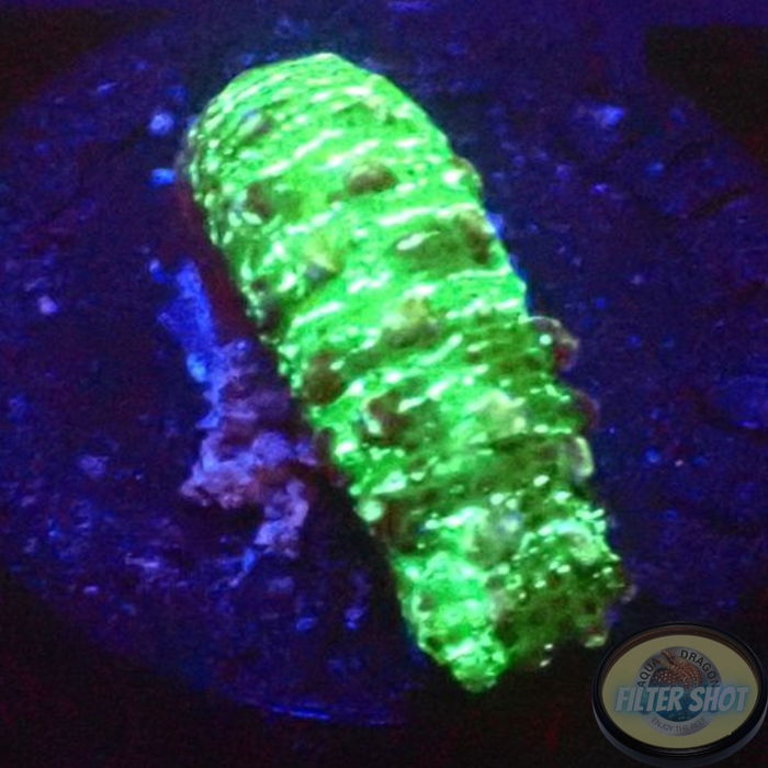Isaurus spp. „Toxic Cucumber“ AD Special