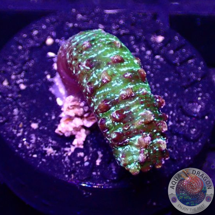 Isaurus spp. „Toxic Cucumber“ AD Special