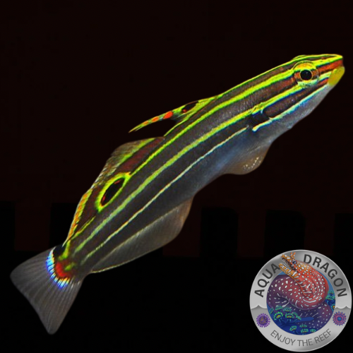 Koumansetta hectori „Hector´s Grundel“