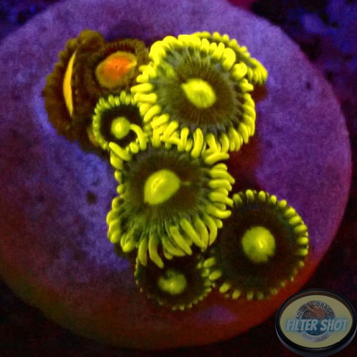 Krustenanemonen „Blueberry King“ WYSIWYG