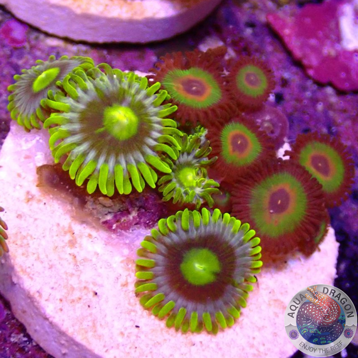 Krustenanemonen „Blueberry Rasta“ WYSIWYG