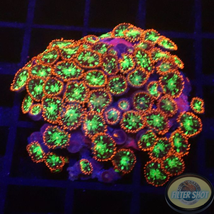 Krustenanemonen „Chemical Romance“ WYSIWYG „AD Special“