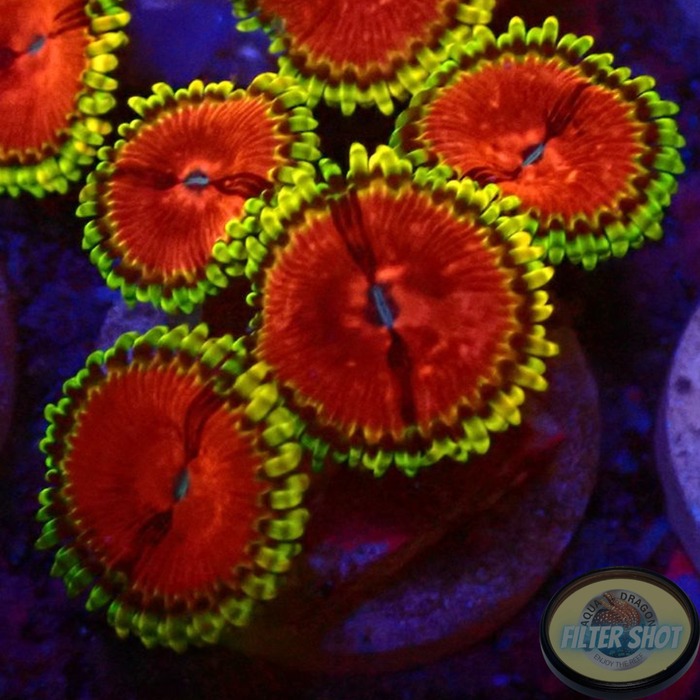 Krustenanemonen „Chili“ 🌶️