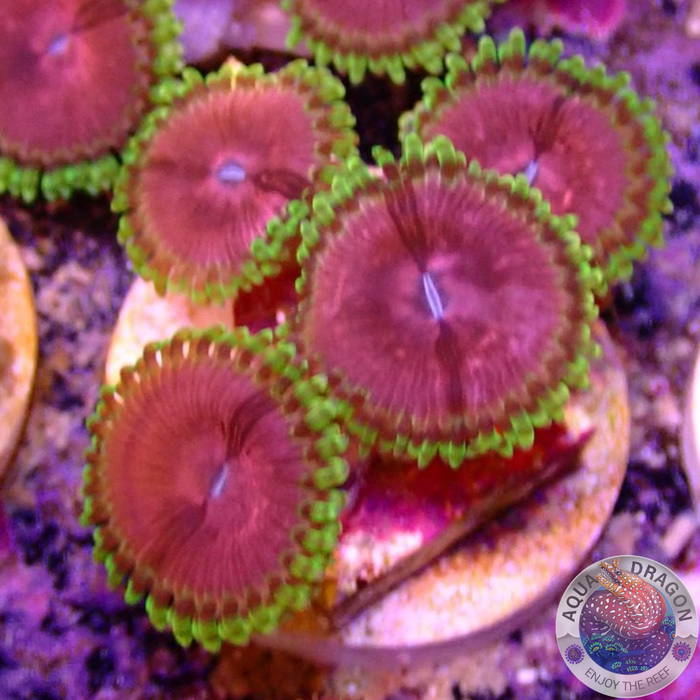 Krustenanemonen „Chili“ 🌶️
