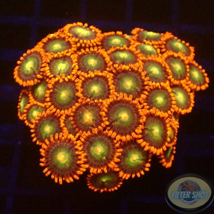 Krustenanemonen „Choco Orange“