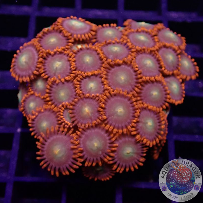 Krustenanemonen „Choco Orange“