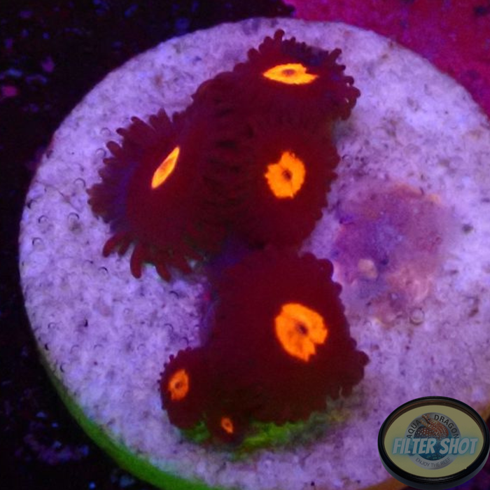 Krustenanemonen „Egg Yolks“ WYSIWYG