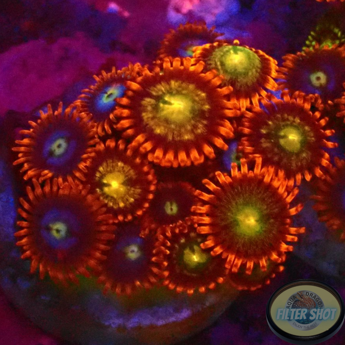 Krustenanemonen „Fire Choco“ WYSIWYG
