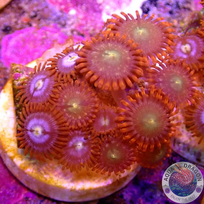 Krustenanemonen „Fire Choco“ WYSIWYG