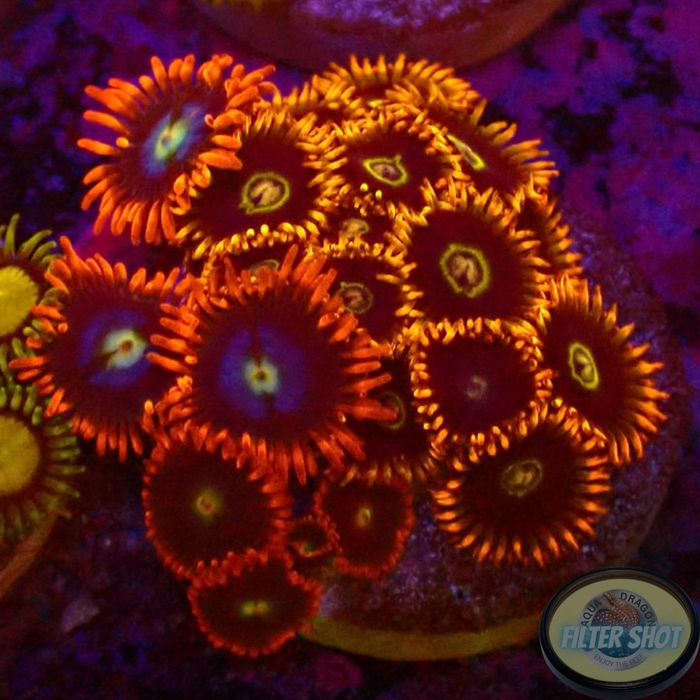 Krustenanemonen „Fire Hornet“ WYSIWYG