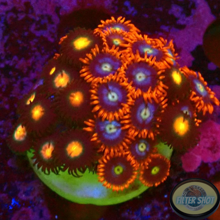 Krustenanemonen „Fire Nipple“