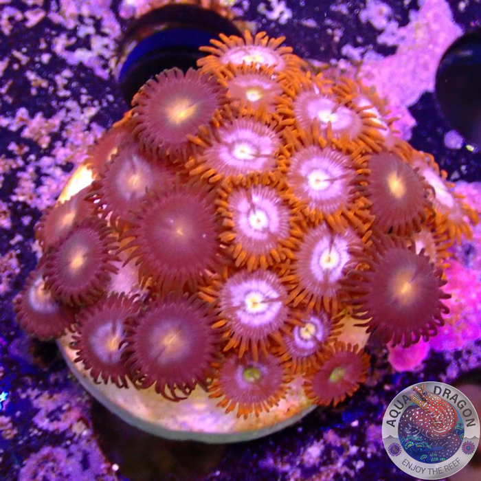 Krustenanemonen „Fire Nipple“