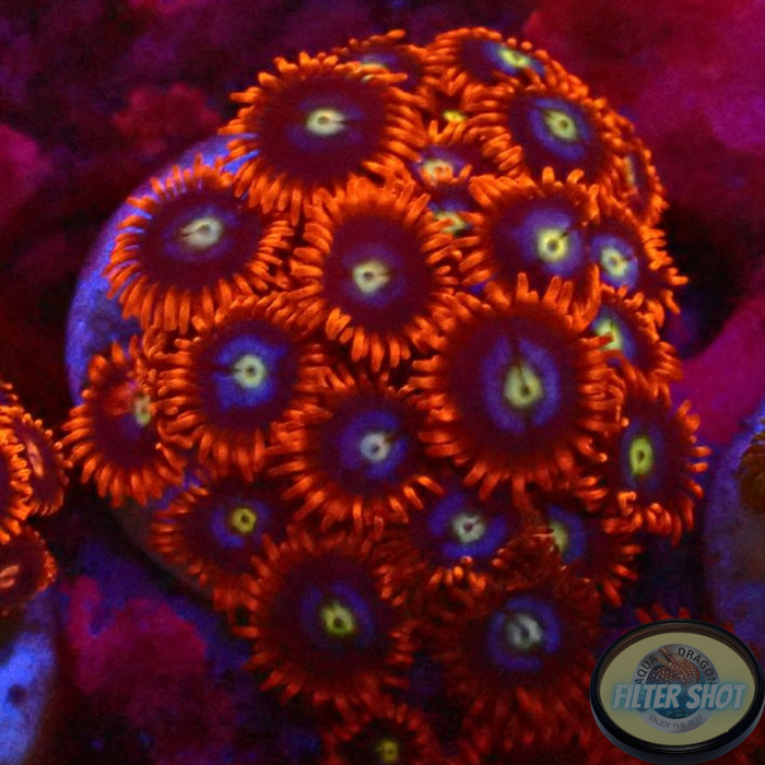 Krustenanemonen „Fire&Ice“