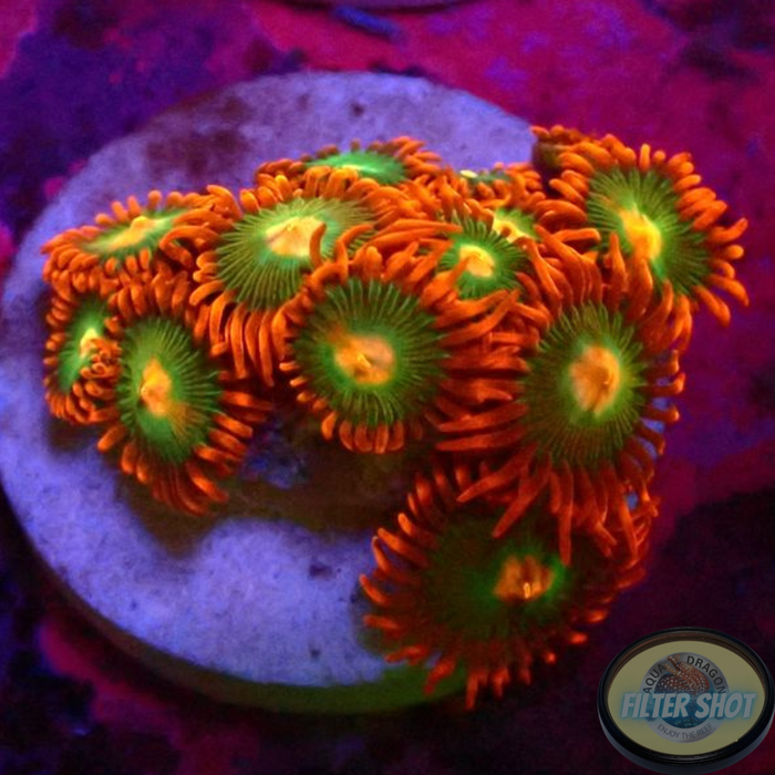 Krustenanemonen „Gatorade“ WYSIWYG