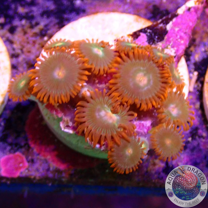 Krustenanemonen „Gatorade“ WYSIWYG
