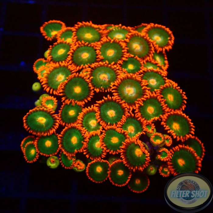 Krustenanemonen „Gatorade“
