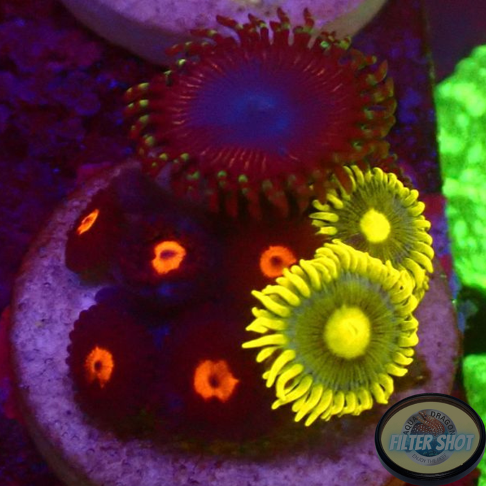Krustenanemonen „Heaven Egg Pie“ WYSIWYG