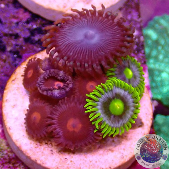 Krustenanemonen „Heaven Egg Pie“ WYSIWYG