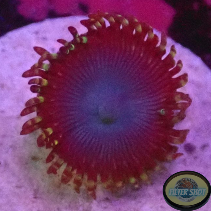 Krustenanemonen „Heaven Scent“ AD Special