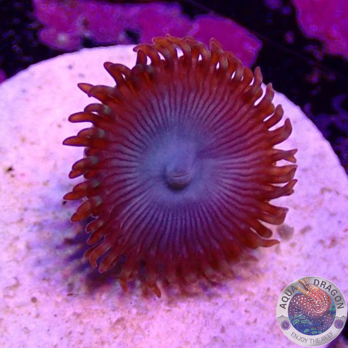 Krustenanemonen „Heaven Scent“ AD Special