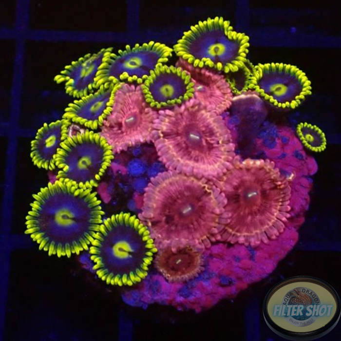 Krustenanemonen „Hot Cush 🔥 Corona“ WYSIWYG „AD Special“