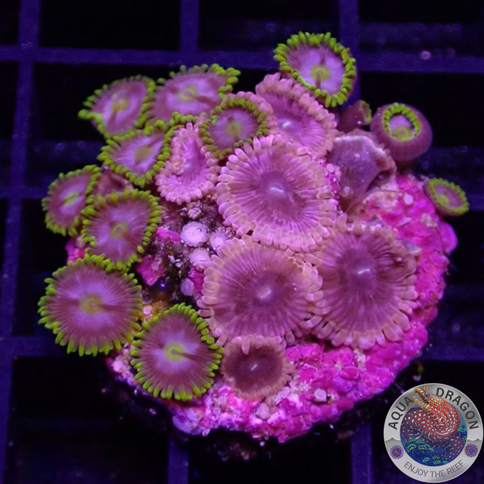Krustenanemonen „Hot Cush 🔥 Corona“ WYSIWYG „AD Special“