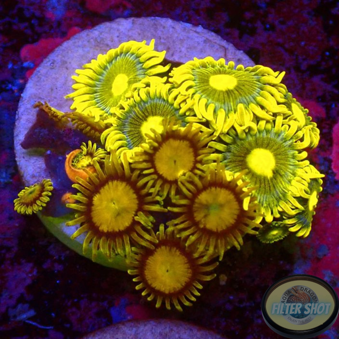 Krustenanemonen „King Blueberry“ WYSIWYG