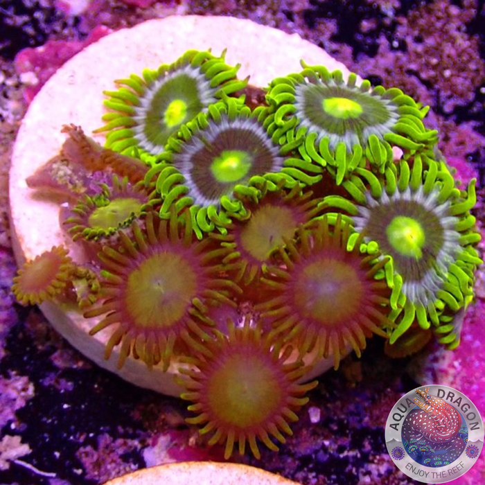 Krustenanemonen „King Blueberry“ WYSIWYG