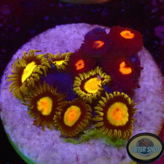 Krustenanemonen „King Egg“ WYSIWYG