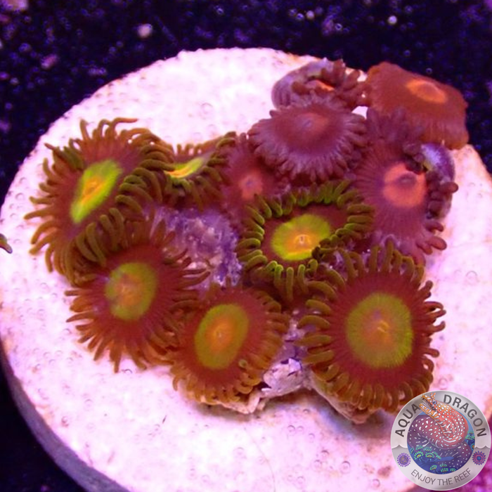 Krustenanemonen „King Egg“ WYSIWYG