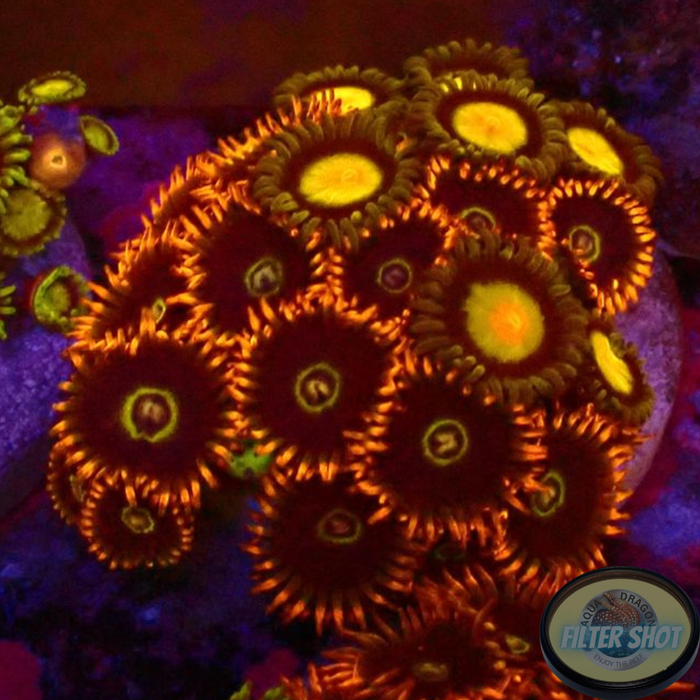 Krustenanemonen „King Hornet“