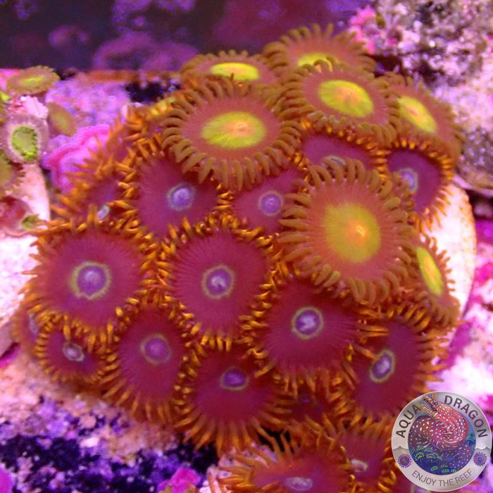 Krustenanemonen „King Hornet“