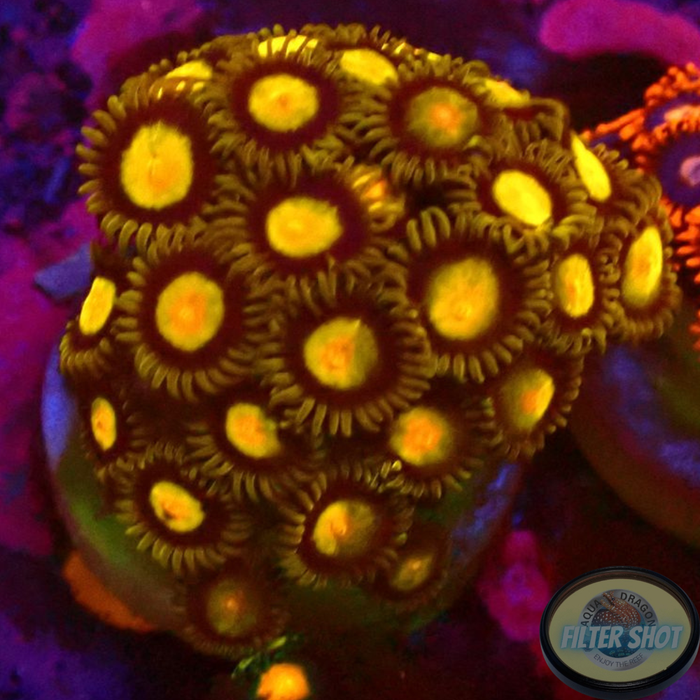 Krustenanemonen „King Midas“ WYSIWYG