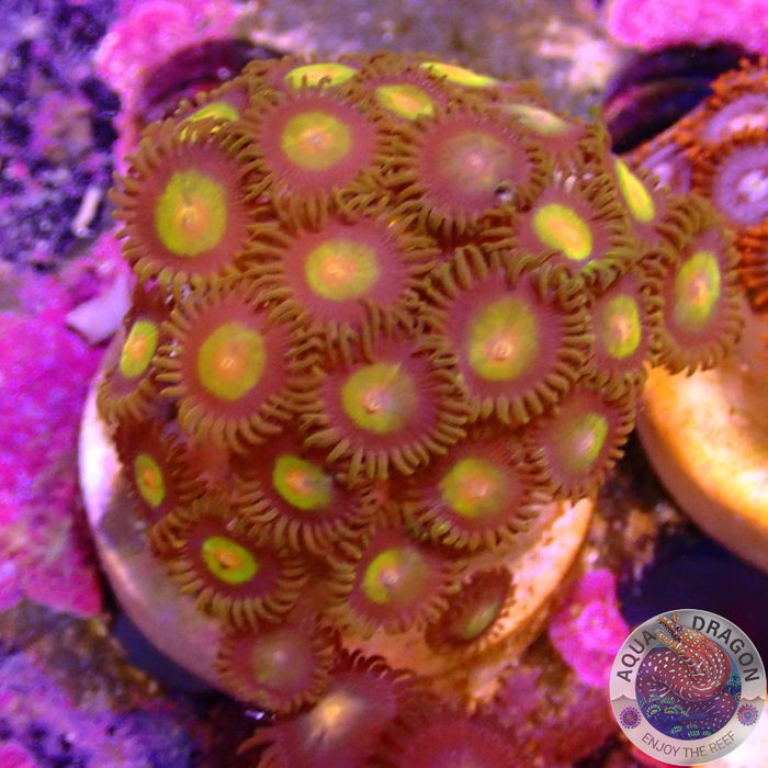 Krustenanemonen „King Midas“ WYSIWYG