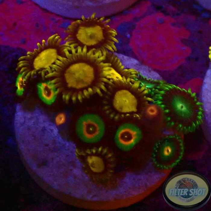 Krustenanemonen „King Rasta Emeralds“ WYSIWYG