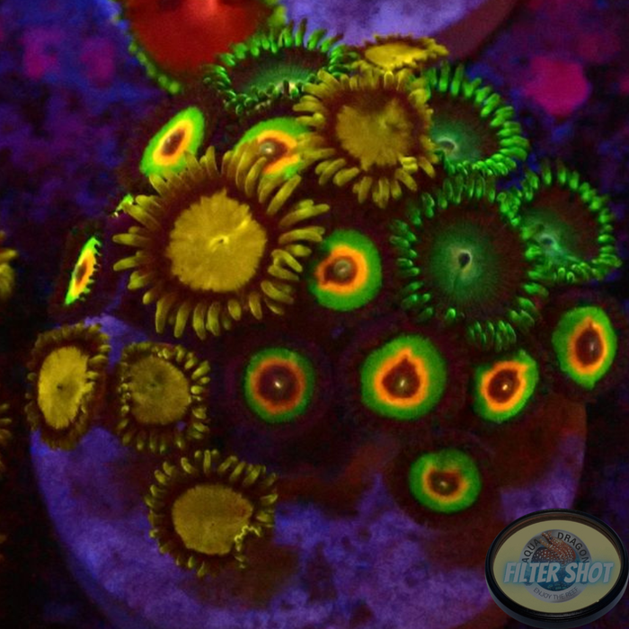 Krustenanemonen „King Rasta Emeralds“ WYSIWYG