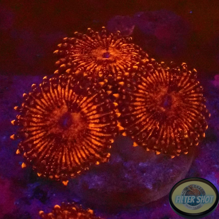 Krustenanemonen „Nightmare“