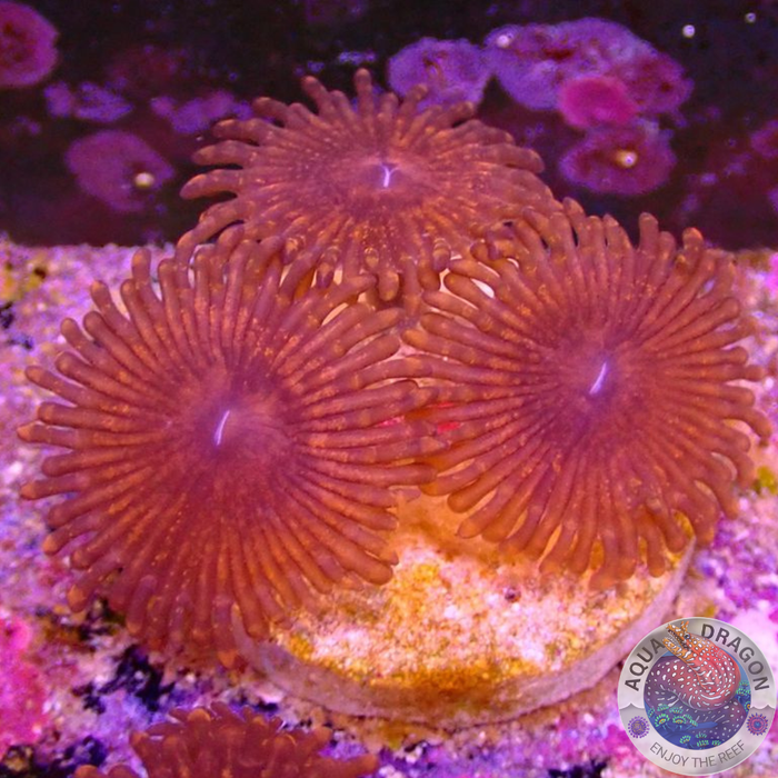 Krustenanemonen „Nightmare“